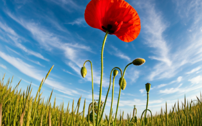 The Silent Gay Lover: When Fear Cost Two Lives – 3 Past Life Lessons